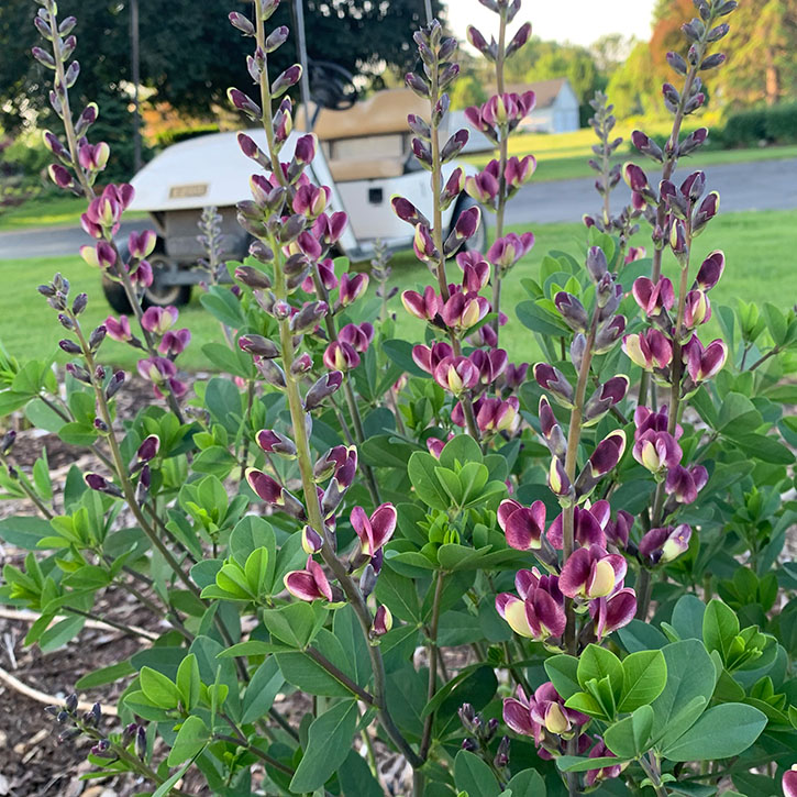 Grape Escape False Indigo