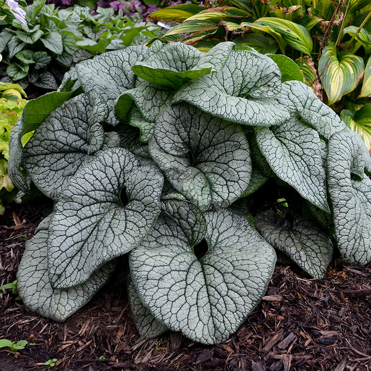 Queen of Hearts Brunnera