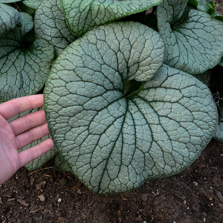 Sterling Silver Brunnera