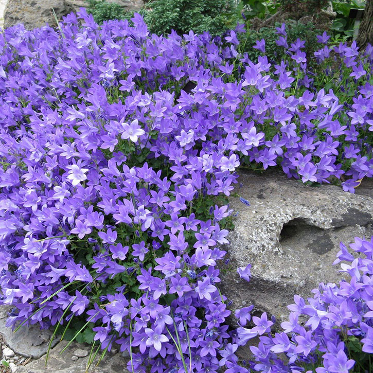 Birch Hybrid Bellflower