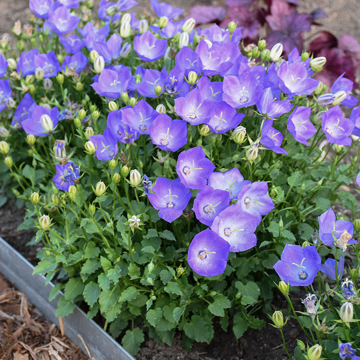 Rapido Blue Bellflower