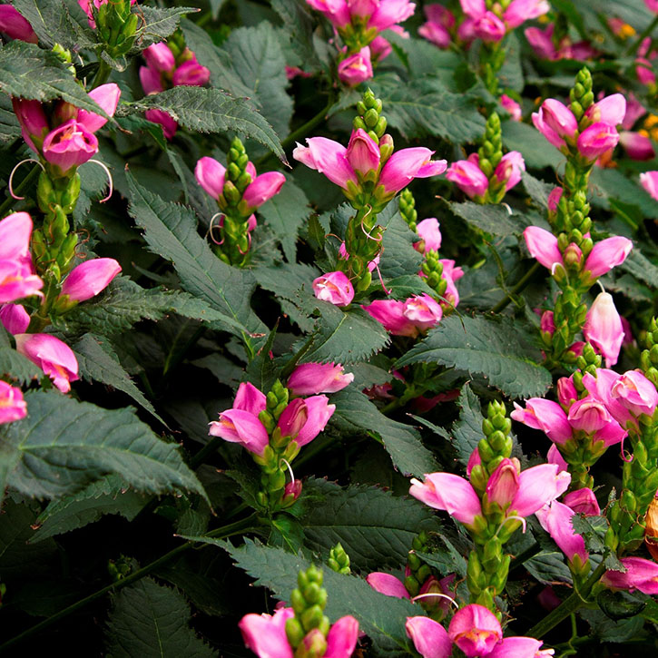 Hot Lips Turtlehead