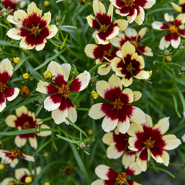 Creamy Calico Coreopsis