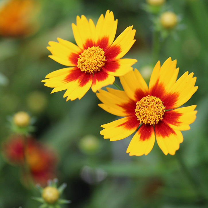 Daybreak Coreopsis