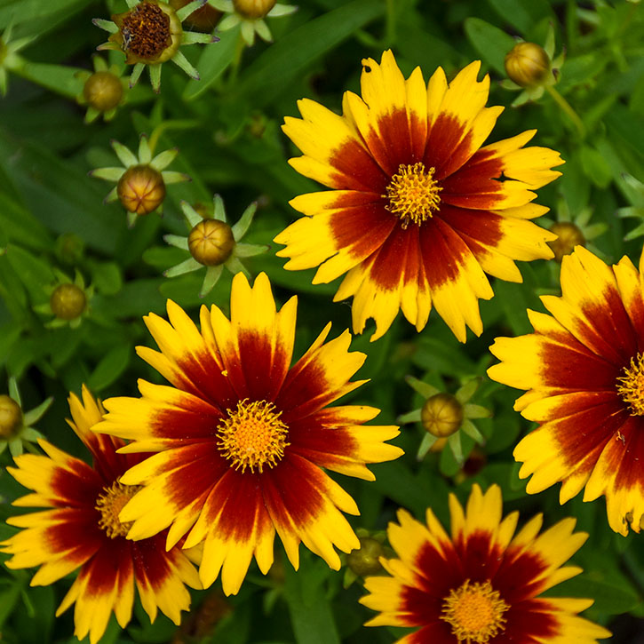 Uptick Gold & Bronze Coreopsis