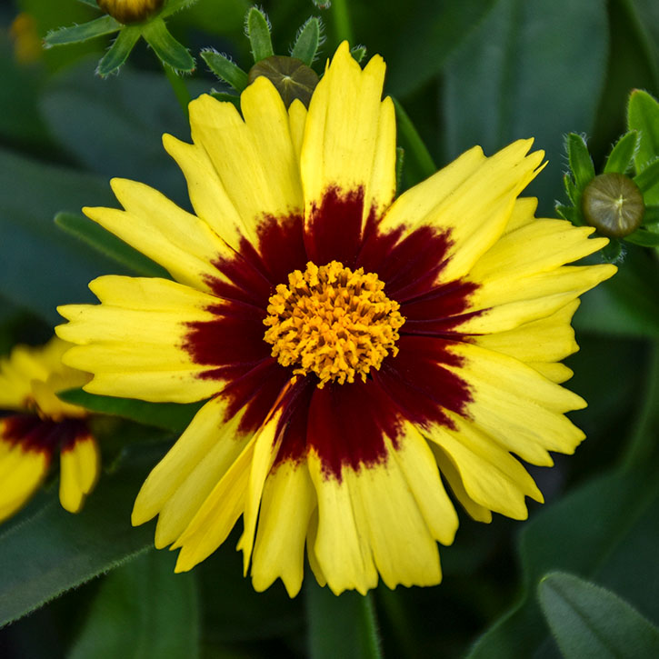 Uptick Yellow & Red Coreopsis