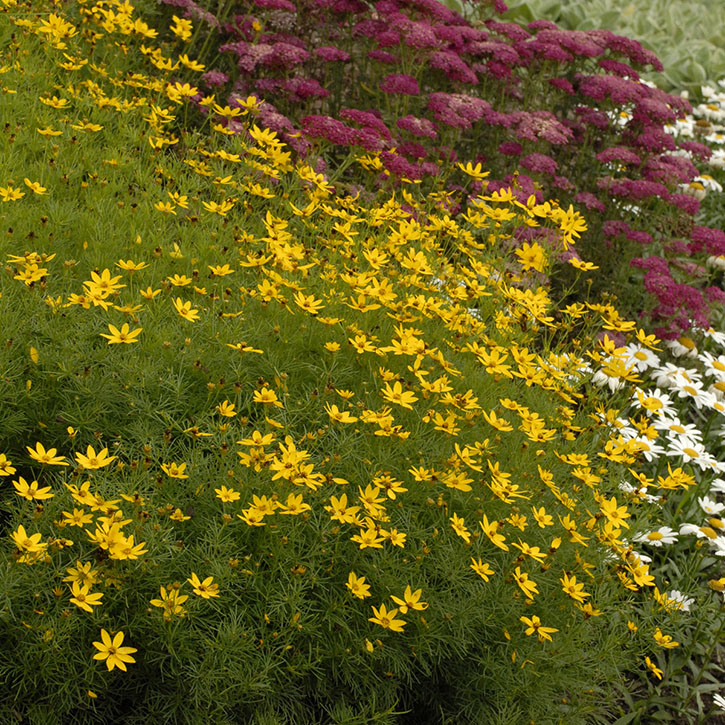 Zagreb Coreopsis