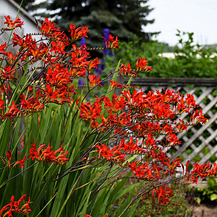 Lucifer Crocosmia