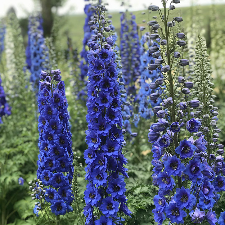 Blue Buccaneers Delphinium