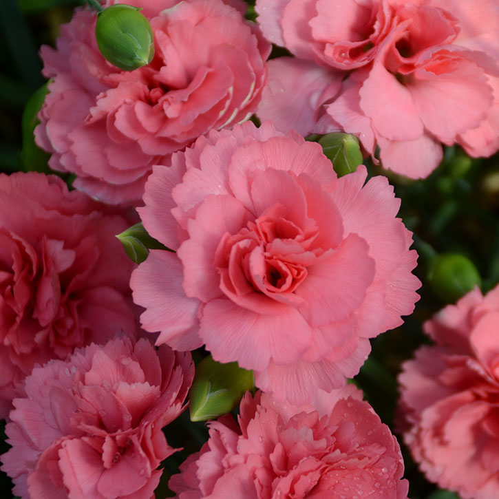 Classic Coral Dianthus