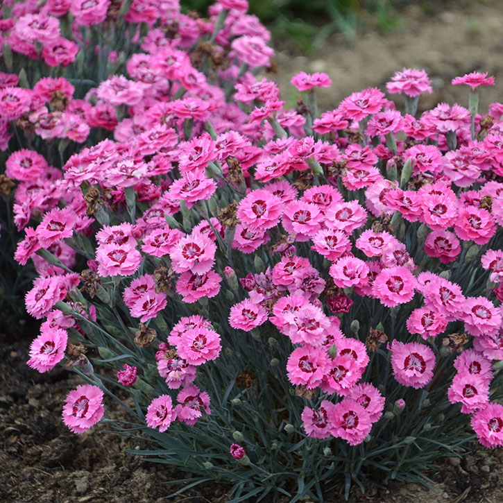 Cute as a Button Dianthus