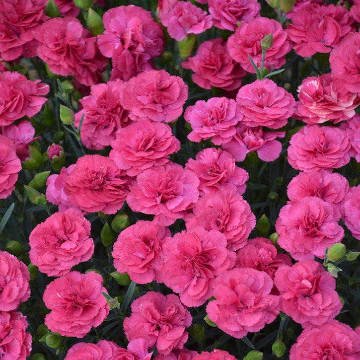 Double Bubble Dianthus