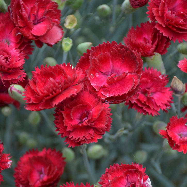 Electric Red Dianthus