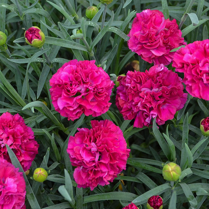 Funky Fuchsia Dianthus