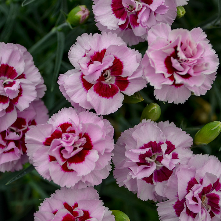 Kiss & Tell Dianthus