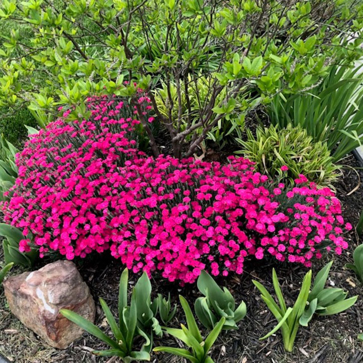 Paint the Town Magenta Dianthus