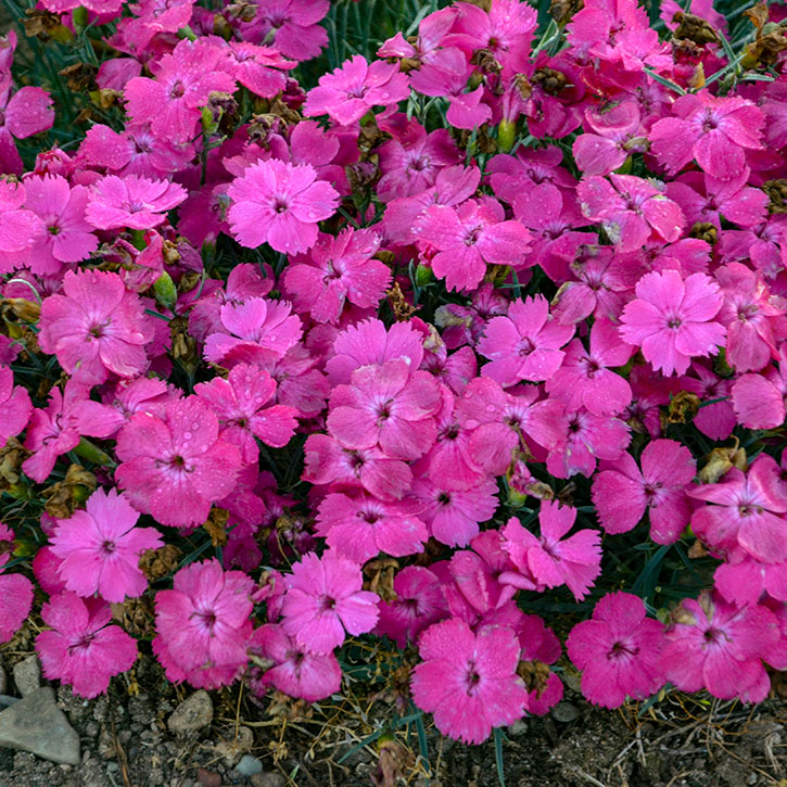 Pinky Promise Dianthus