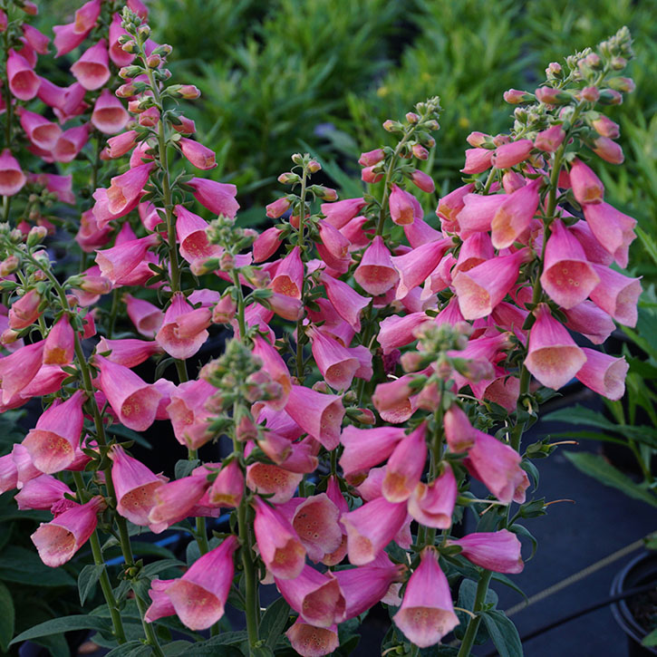 Arctic Fox Rose Foxglove