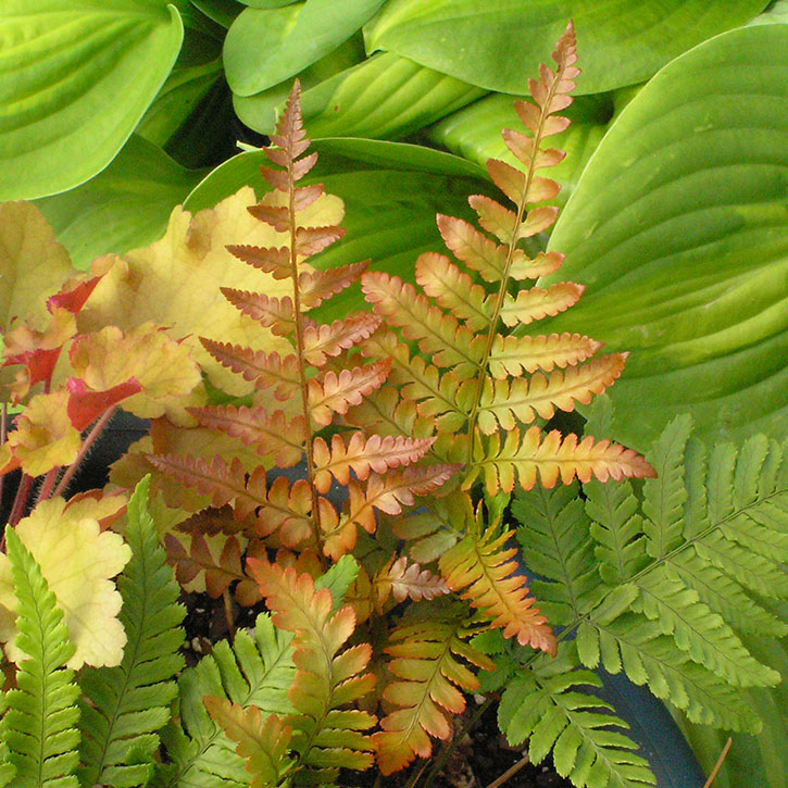 Brilliance' Autum Fern