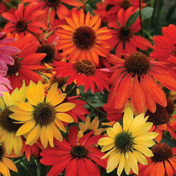 Cheyenne Spirit Coneflower