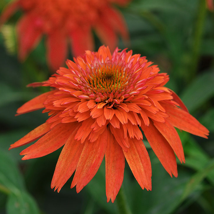 Double Scoop Mandarin 