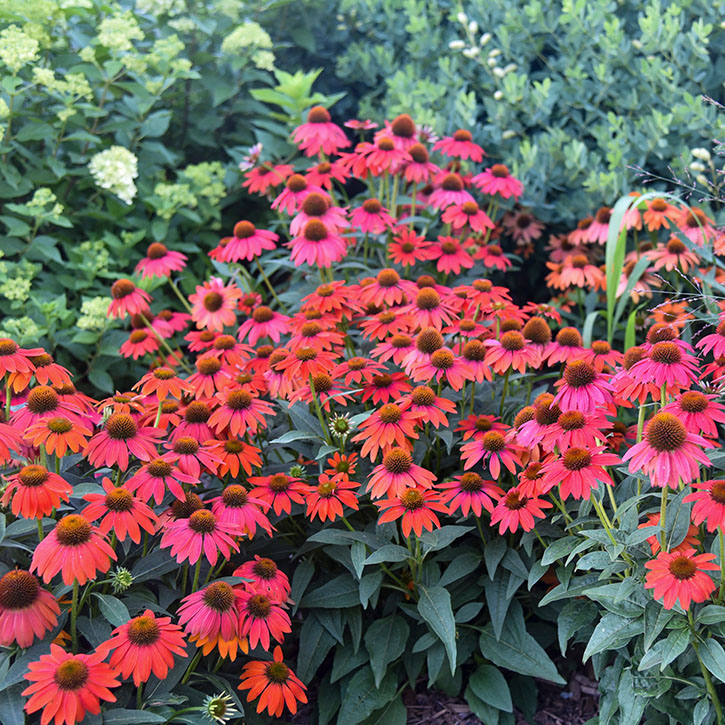 Firefinch Coneflower