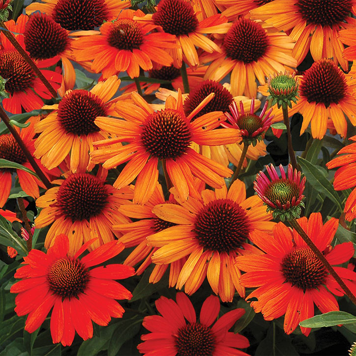 Kismet Intense Orange Coneflower