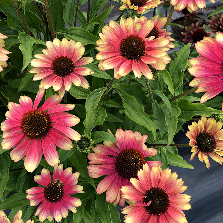 Kismet Pink Lemonade Coneflower