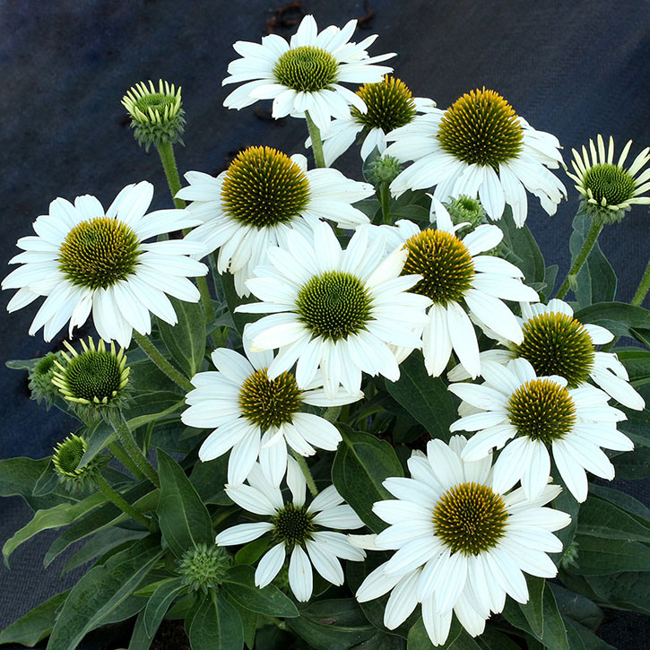 Kismet White Coneflower