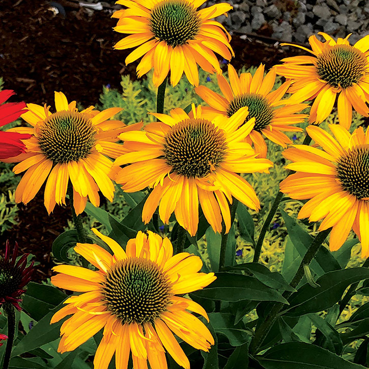 Kismet Yellow Coneflower