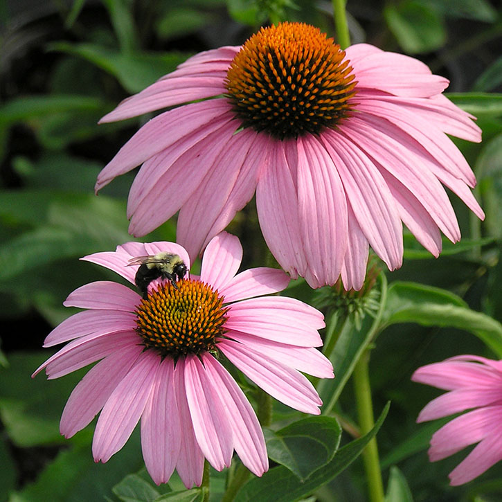 Magnus Coneflower