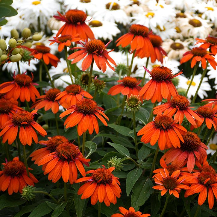 Sombrero Adobe Orange 