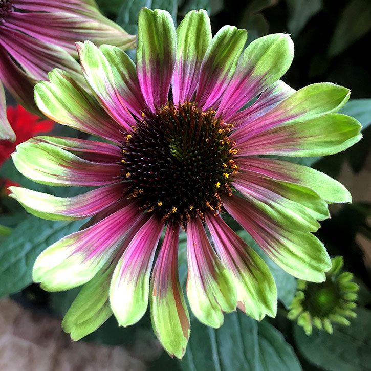 Sweet Sandia Coneflower