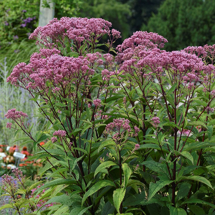 Baby Joe Joe Pye Weed