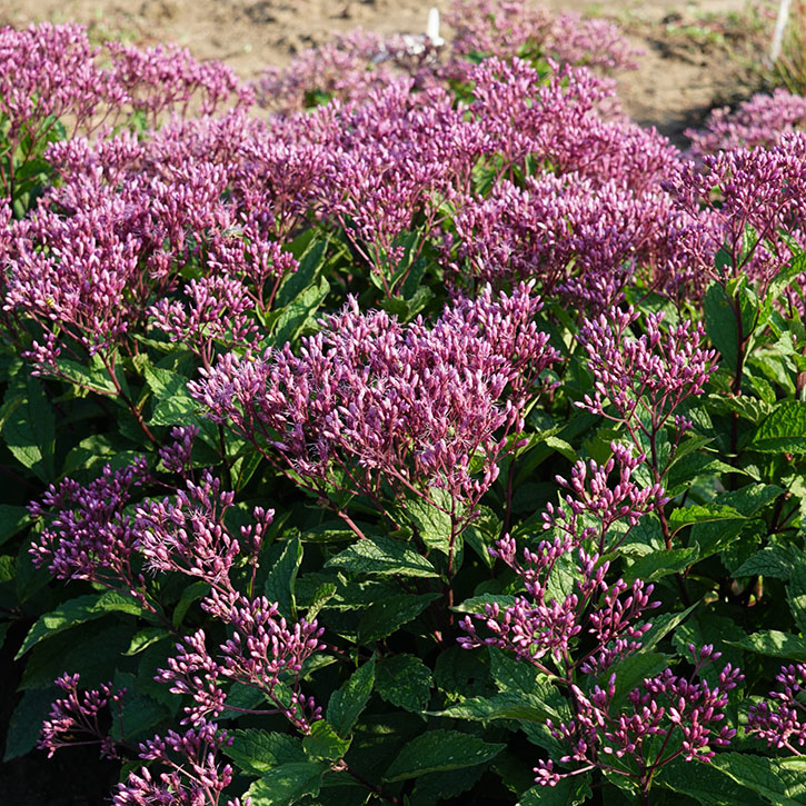 Euphoria Ruby Joe Pye Weed