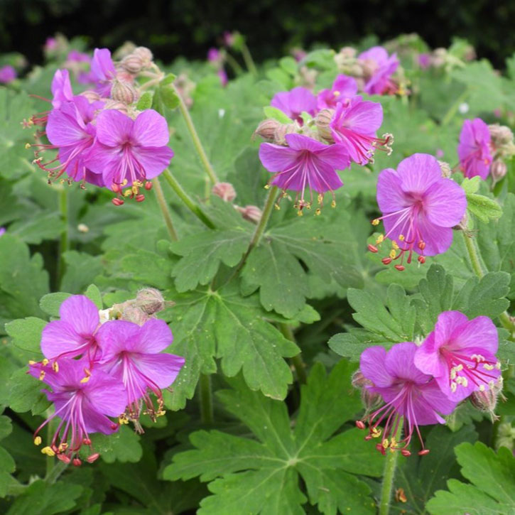 Bevan's Variety Hardy Geranium