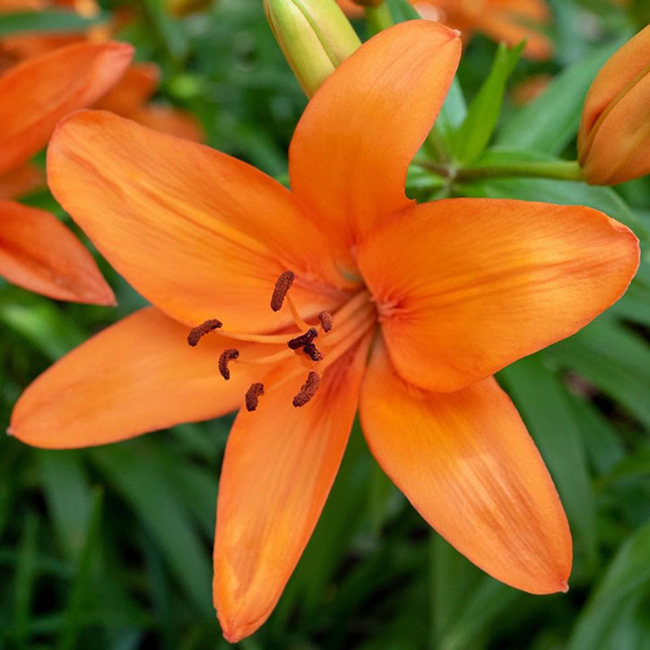 Golden Matrix Asiatic Lily