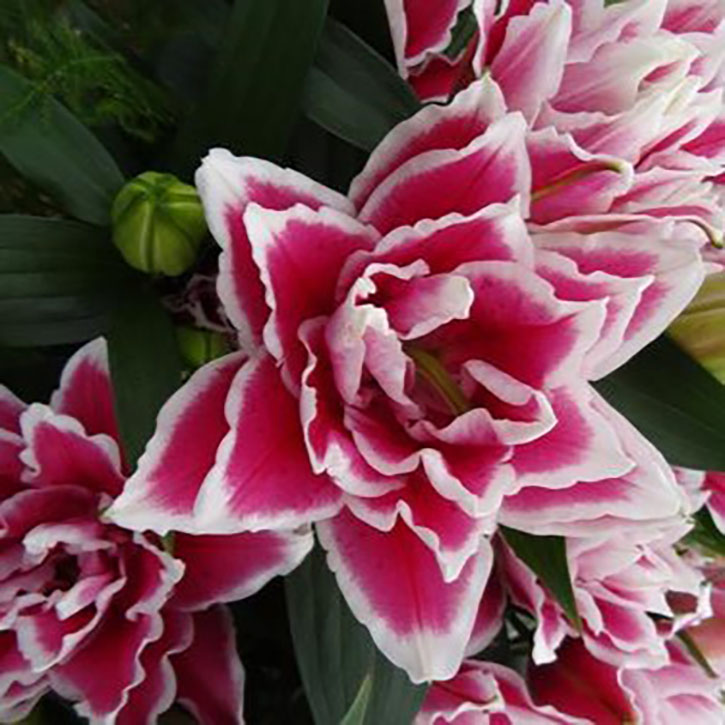 Sparkling White Asiatic Lily