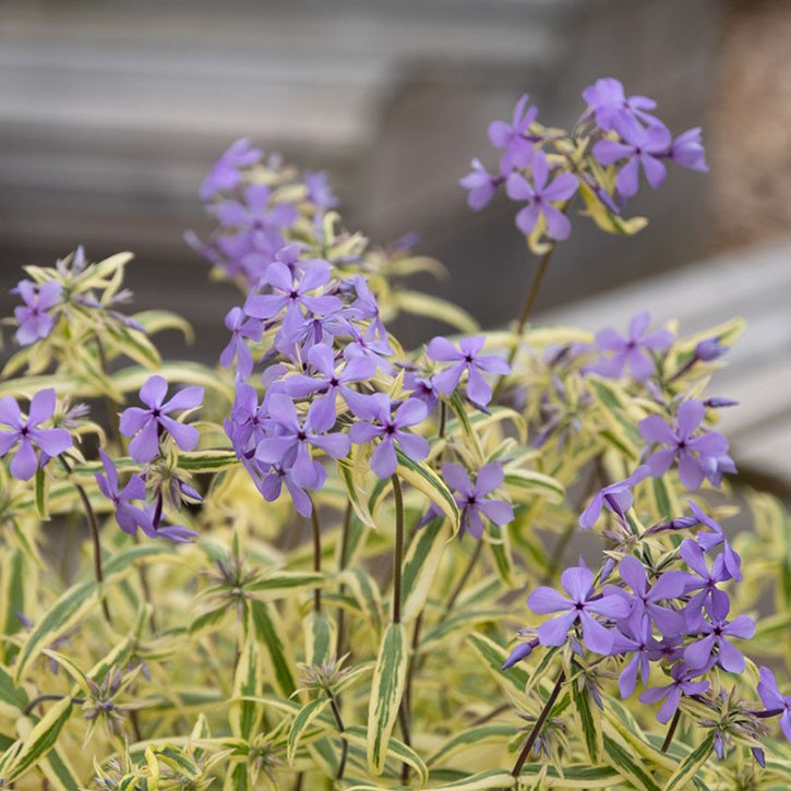 Blue Ribbons Woodland Phlox