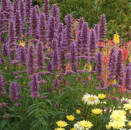 Blue Boa Agastache