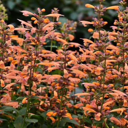 Mango Tango Agastache