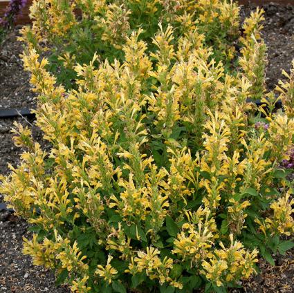 Poquito Butter Yellow Agastache