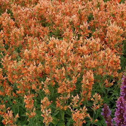 Poquito Orange Agastache