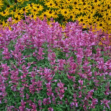 Rosie Posie Agastache