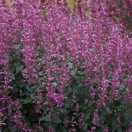 Royal Raspberry Agastache