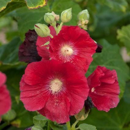 Mars Magic Hollyhock