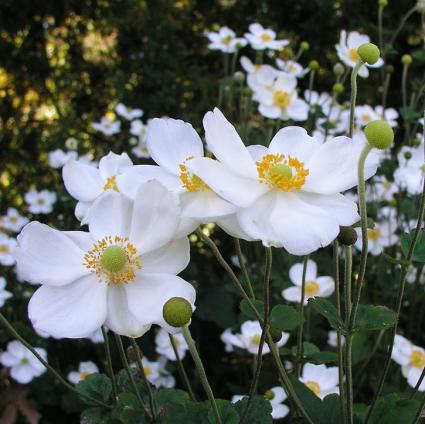 Honorine Jobert Anemone