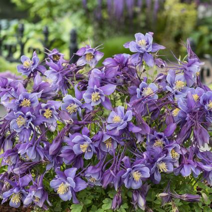 Earlybird Purple Blue Columbine