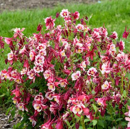 Earlybird Red White Columbine