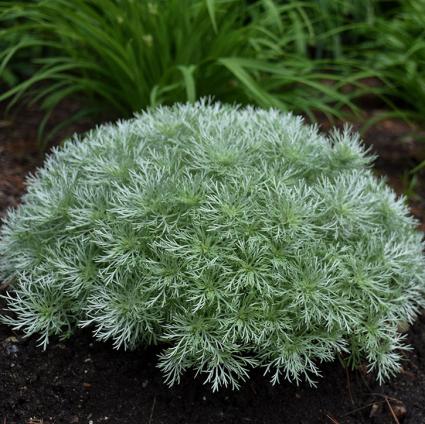 Silver Mound Artemisia